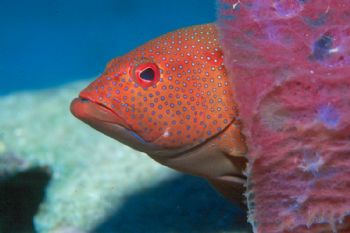 "You looking at me?"  Red hind peeking around azure vase ... by Beverly J. Speed 